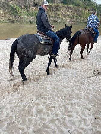 bella ranch horseback riding|bella ranch trail rides.